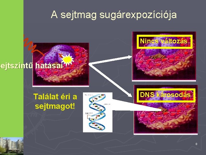 A sejtmag sugárexpozíciója Nincs változás sejtszintű hatásai Találat éri a sejtmagot! DNS károsodás 8