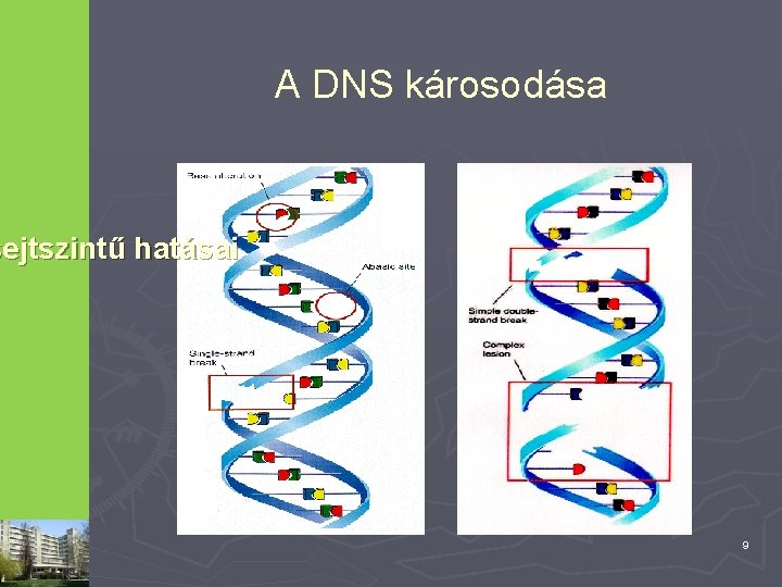 A DNS károsodása sejtszintű hatásai 9 