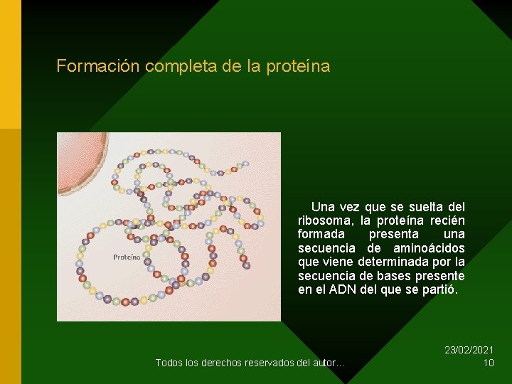 Formación completa de la proteína Una vez que se suelta del ribosoma, la proteína