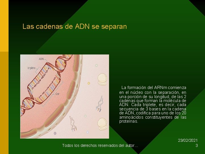 Las cadenas de ADN se separan La formación del ARNm comienza en el núcleo