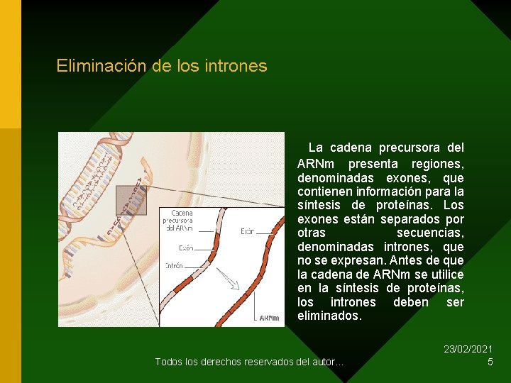 Eliminación de los intrones La cadena precursora del ARNm presenta regiones, denominadas exones, que