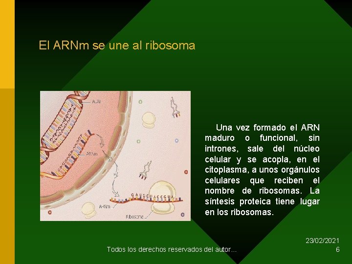 El ARNm se une al ribosoma Una vez formado el ARN maduro o funcional,