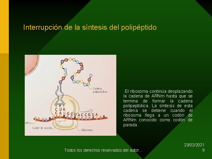 Interrupción de la síntesis del polipéptido El ribosoma continúa desplazando la cadena de ARNm