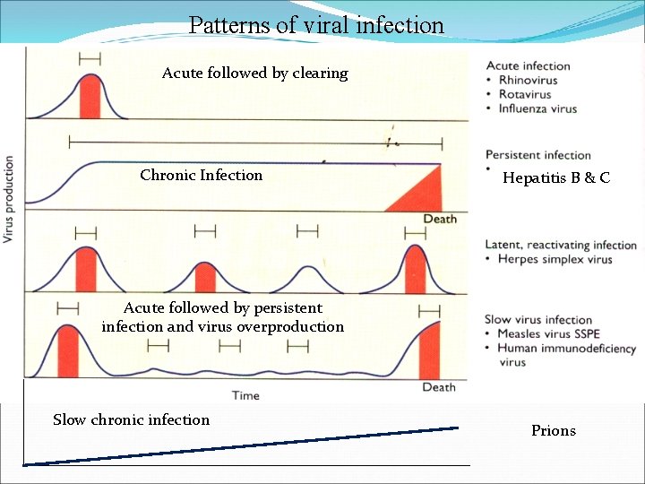 Patterns of viral infection Acute followed by clearing Chronic Infection Hepatitis B & C