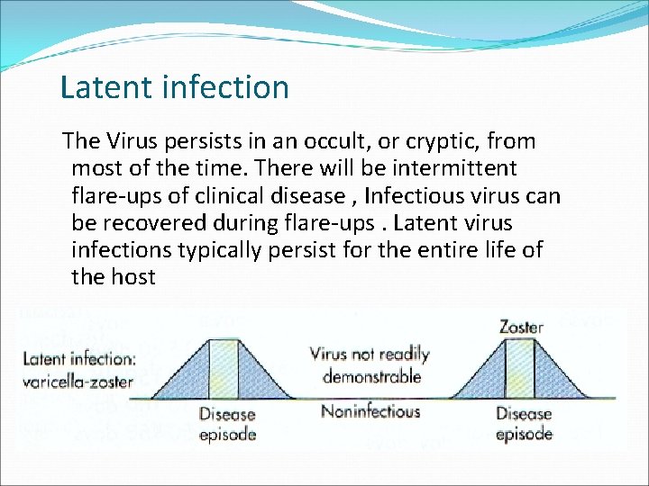 Latent infection The Virus persists in an occult, or cryptic, from most of the
