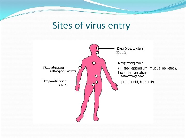 Sites of virus entry cilliated epithelium, mucus secretion, lower temperature gastric acid, bile salts