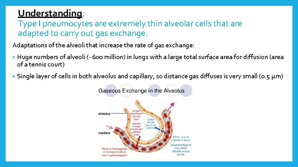 Understanding: Type I pneumocytes are extremely thin alveolar cells that are adapted to carry