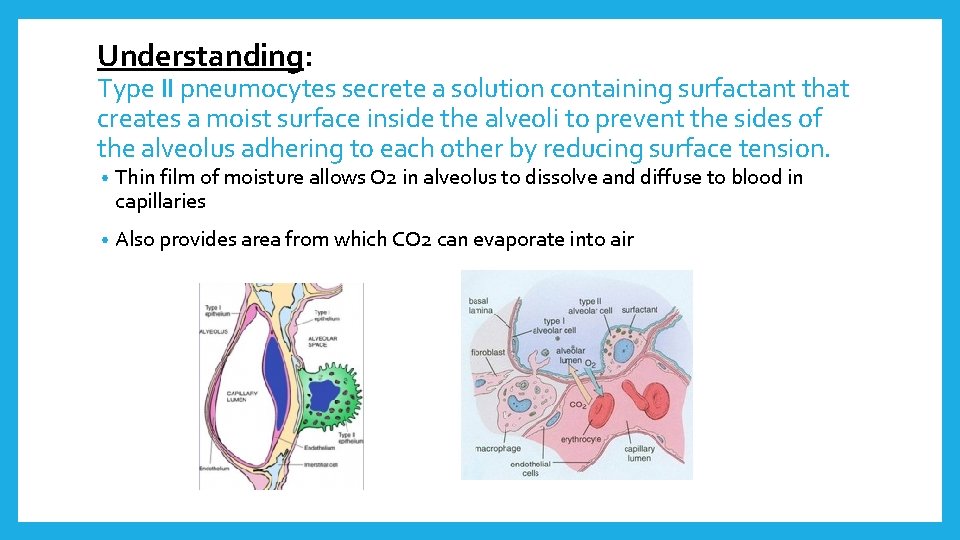 Understanding: Type II pneumocytes secrete a solution containing surfactant that creates a moist surface