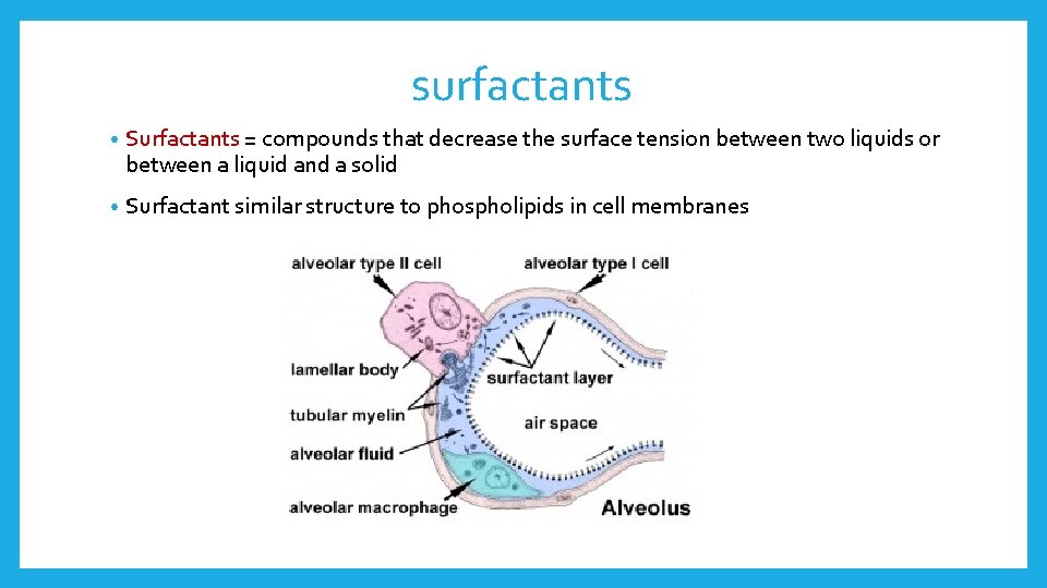 surfactants • Surfactants = compounds that decrease the surface tension between two liquids or