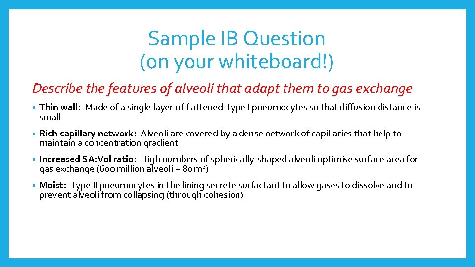 Sample IB Question (on your whiteboard!) Describe the features of alveoli that adapt them