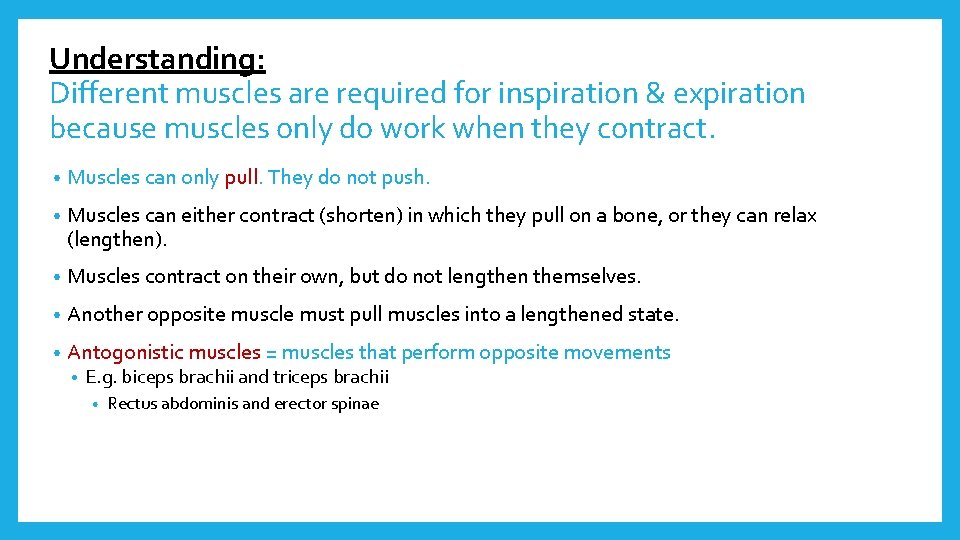 Understanding: Different muscles are required for inspiration & expiration because muscles only do work