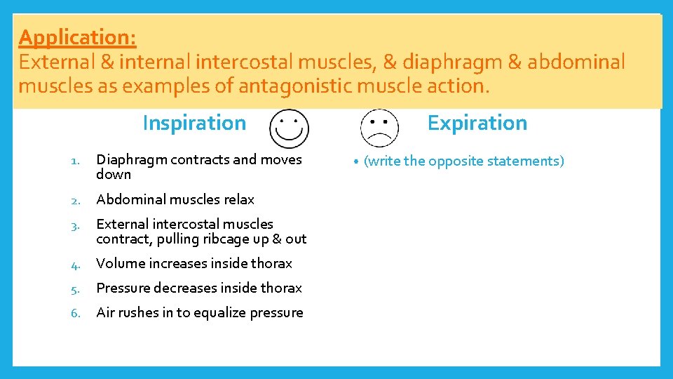 Application: External & internal intercostal muscles, & diaphragm & abdominal muscles as examples of