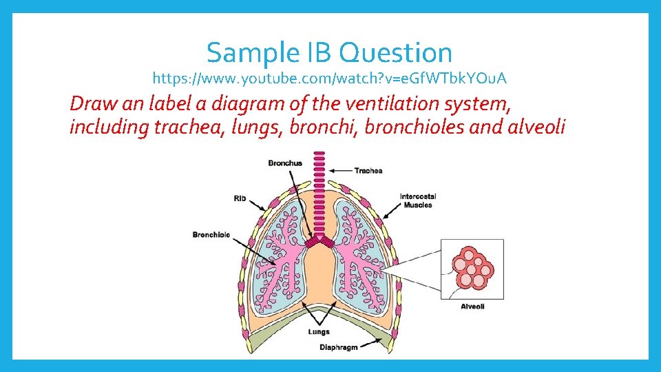 Sample IB Question https: //www. youtube. com/watch? v=e. Gf. WTbk. YOu. A Draw an