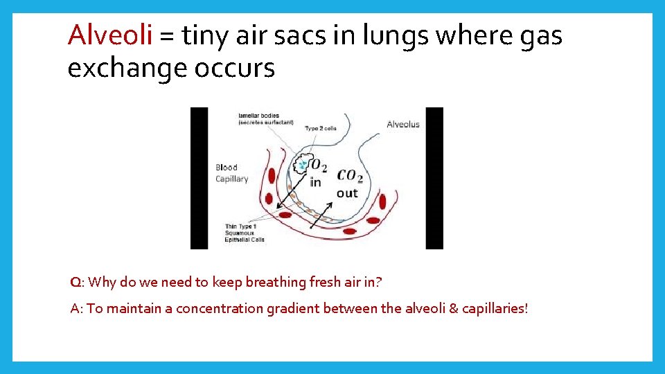 Alveoli = tiny air sacs in lungs where gas exchange occurs Q: Why do