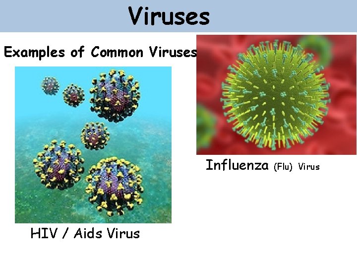 Viruses Examples of Common Viruses Influenza HIV / Aids Virus (Flu) Virus 