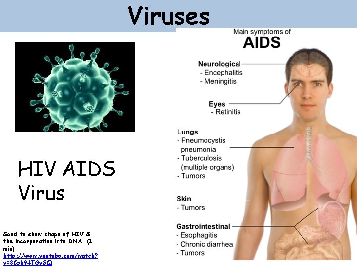 Viruses HIV AIDS Virus Good to show shape of HIV & the incorporation into