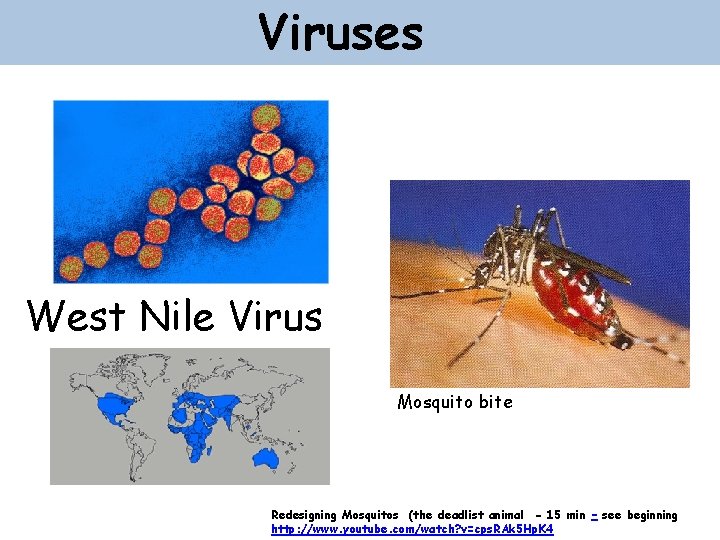 Viruses West Nile Virus Mosquito bite Redesigning Mosquitos (the deadlist animal - 15 min