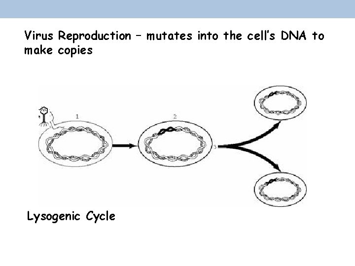 Virus Reproduction – mutates into the cell’s DNA to make copies Lysogenic Cycle 