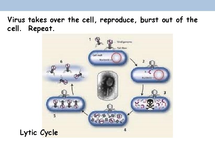 Virus takes over the cell, reproduce, burst out of the cell. Repeat. Lytic Cycle