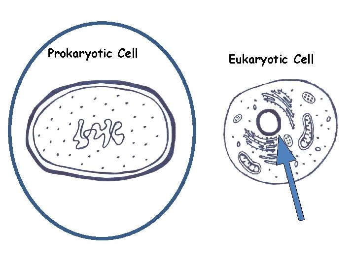 Prokaryotic Cell Eukaryotic Cell 