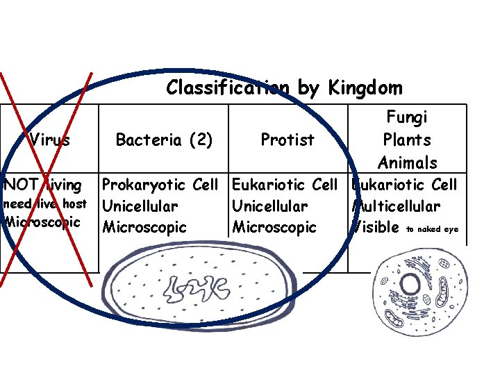 Classification by Kingdom Virus NOT living Bacteria (2) Protist Fungi Plants Animals Prokaryotic Cell