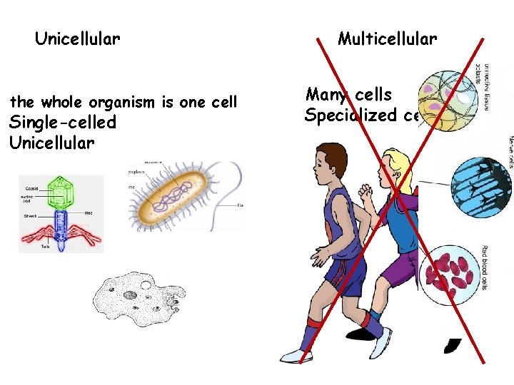 Unicellular the whole organism is one cell Single-celled Unicellular Multicellular Many cells Specialized cells