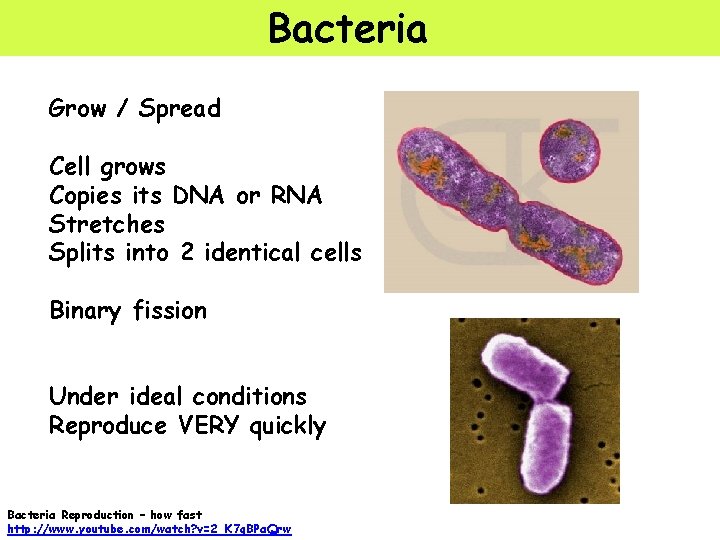 Bacteria Grow / Spread Cell grows Copies its DNA or RNA Stretches Splits into