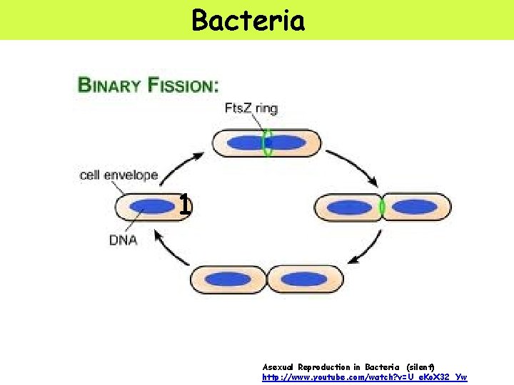 Bacteria 1 Asexual Reproduction in Bacteria (silent) http: //www. youtube. com/watch? v=U_e. Ko. X