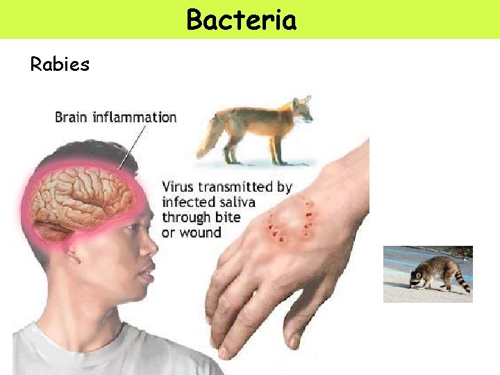 Bacteria Rabies 