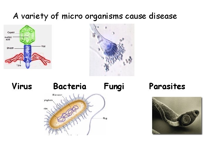 A variety of micro organisms cause disease Virus Bacteria Fungi Parasites 