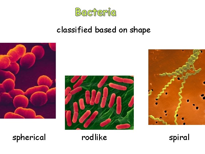 Bacteria classified based on shape spherical rodlike spiral 