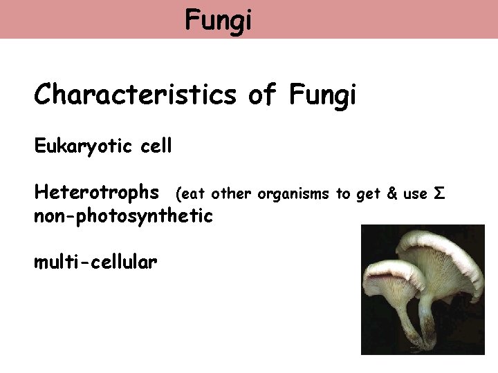 Fungi Characteristics of Fungi Eukaryotic cell Heterotrophs (eat other non-photosynthetic multi-cellular organisms to get
