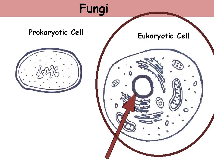 Fungi Prokaryotic Cell Eukaryotic Cell 