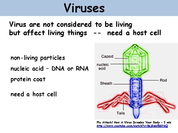 Viruses Virus are not considered to be living but affect living things -- need