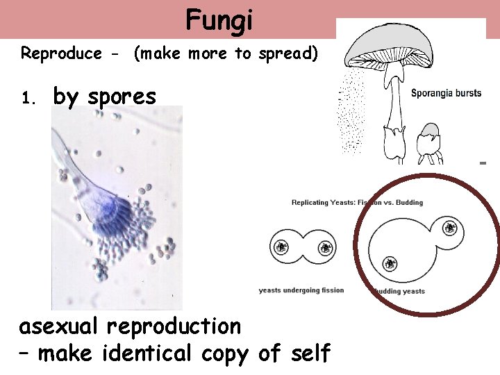 Fungi Reproduce - (make more to spread) 1. by spores asexual reproduction – make