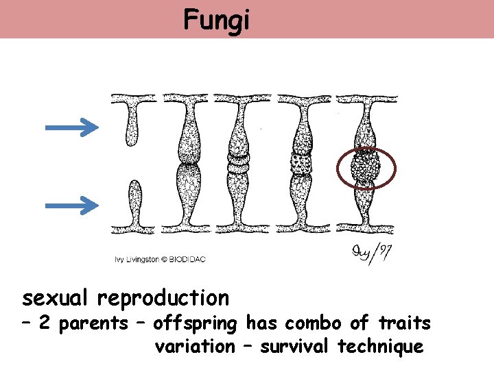 Fungi sexual reproduction – 2 parents – offspring has combo of traits variation –