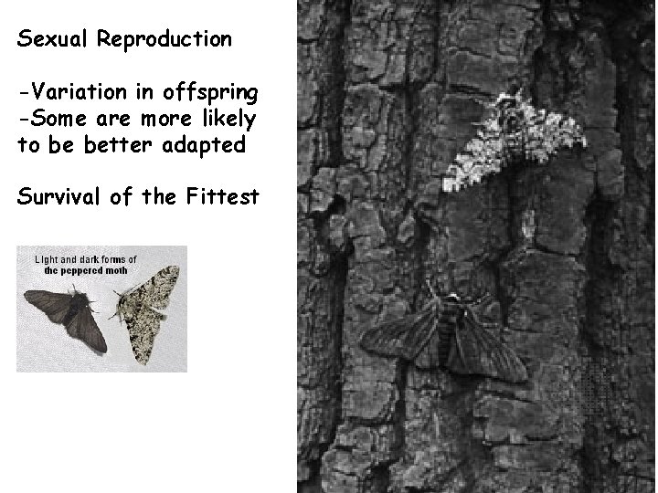 Sexual Reproduction -Variation in offspring -Some are more likely to be better adapted Survival