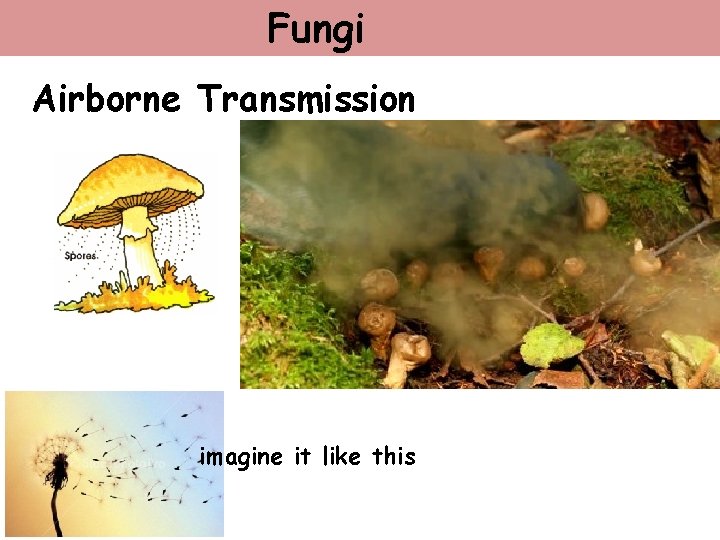 Fungi Airborne Transmission imagine it like this 