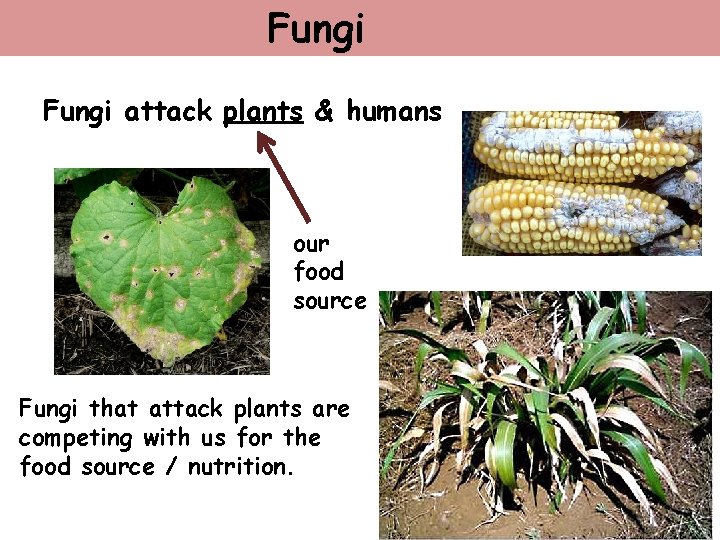 Fungi attack plants & humans our food source Fungi that attack plants are competing