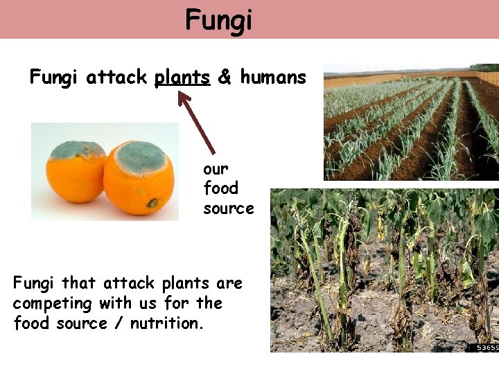 Fungi attack plants & humans our food source Fungi that attack plants are competing