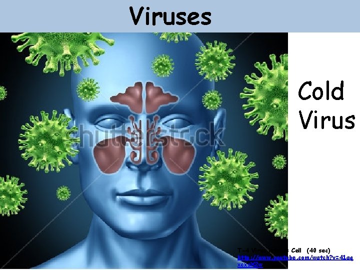 Viruses Cold Virus T-4 Virus infects Cell (40 sec) http: //www. youtube. com/watch? v=41