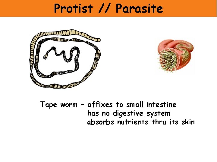 Protist // Parasite Tape worm – affixes to small intestine has no digestive system