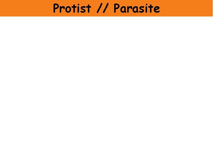 Protist // Parasite 