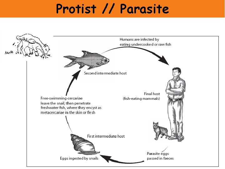 Protist // Parasite 
