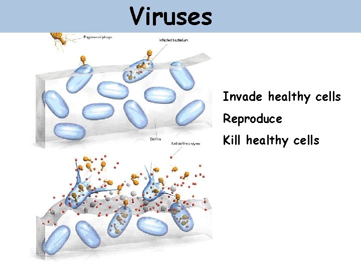 Viruses Invade healthy cells Reproduce Kill healthy cells 