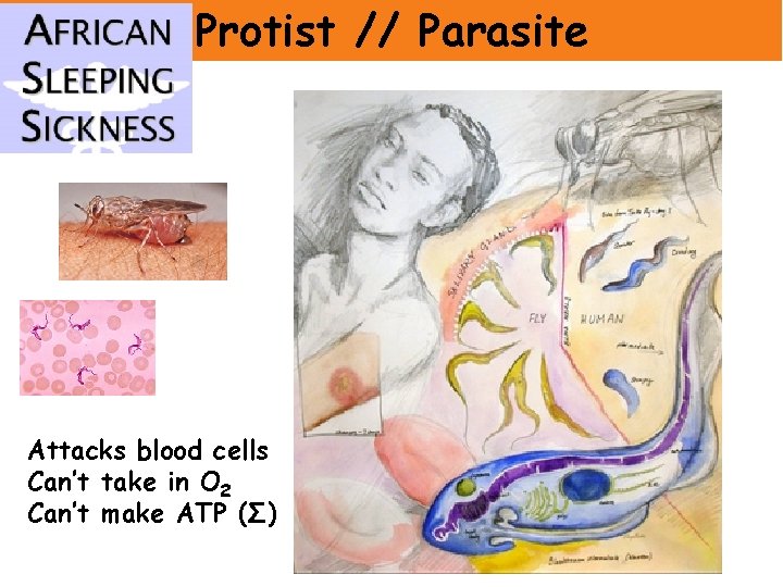 Protist // Parasite Attacks blood cells Can’t take in O 2 Can’t make ATP