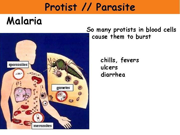 Malaria Protist // Parasite So many protists in blood cells – cause them to