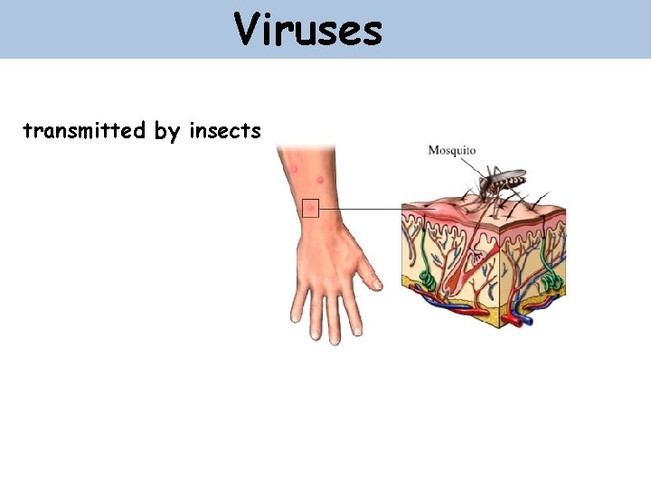 Viruses transmitted by insects 