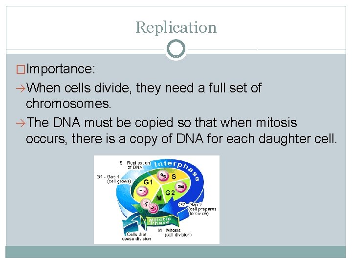Replication �Importance: àWhen cells divide, they need a full set of chromosomes. àThe DNA