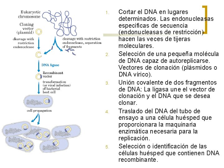 1. 2. 3. 4. 5. Cortar el DNA en lugares determinados. Las endonucleasas especificas